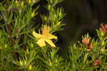 Apalachicola St. Johnswort